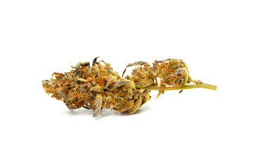 Marijuana (Banana Daddy) isolated on white background. Cannabis isolated, Selective focus 