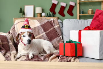 Cute Jack Russell Terrier dog in Elf hat headband with Christmas gift boxes on sofa at home