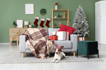 Cute Jack Russell Terrier dog in reindeer horns and Christmas gift boxes at home
