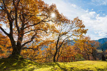 Fototapeta premium 新潟 紅葉したコナラ