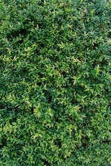 Bright green leaves on the branches of a bush