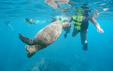 Obraz premium Snorkeling with Wild Hawaiian Green Sea Turtles in Hawaii 