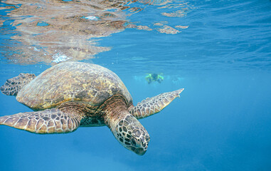 Obraz premium Snorkeling with Wild Hawaiian Green Sea Turtles in Hawaii 