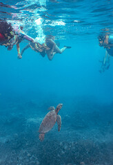 Fototapeta premium Snorkeling with Wild Hawaiian Green Sea Turtles in Hawaii 