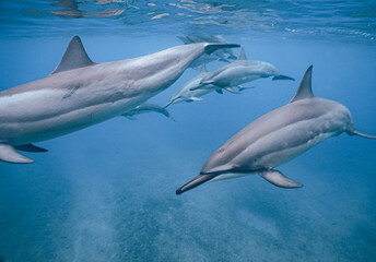 Wild Spinner Dolphins swimming in Beautiful Water in Hawaii 