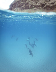 Wild Spinner Dolphins swimming in Beautiful Water in Hawaii 