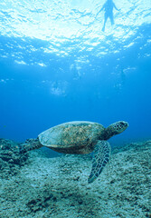 Obraz premium Snorkeling with Wild Hawaiian Green Sea Turtles in Hawaii 