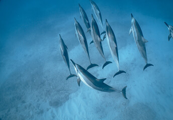 Wild Spinner Dolphins swimming in Beautiful Water in Hawaii 