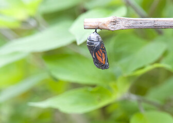 Close up of a monarch butterfly chrysalis hanging from a bare branch in front of green leaves. Chrysalis transparent showing the butterfly inside, cracks beginning as it emerges.