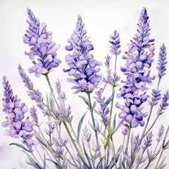 Naklejka premium Lavender Blooms Watercolor 1