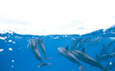 Wild Spinner Dolphins swimming in Beautiful Water in Hawaii 