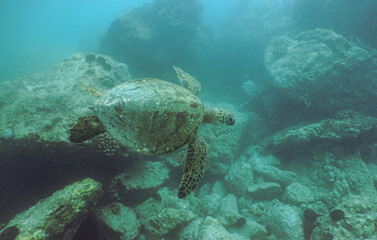 Fototapeta na wymiar Snorkeling with Wild Hawaiian Green Sea Turtles in Hawaii 