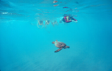Naklejka na ściany i meble Snorkeling with Wild Hawaiian Green Sea Turtles in Hawaii 