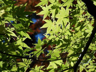 Autumn leaves green