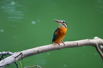 common kingfisher alcedo atthis perching on a fallen tree over a lake, natural bokeh background