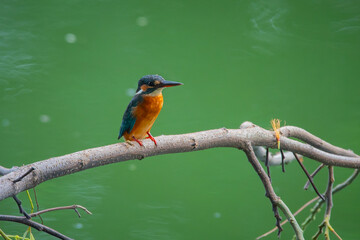 common kingfisher alcedo atthis perching on a fallen tree over a lake, natural bokeh background