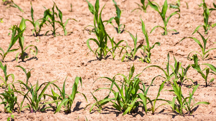 wheat sprouts during a drought in an agricultural field