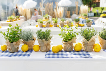 A cozy and inviting table decorated with potted plants and lemons on a blue and white checkered...
