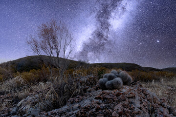 Winter Milky Way over a cactus in the desert