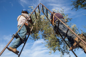 Laborer on the ladder collecting olives from the branch to the basket