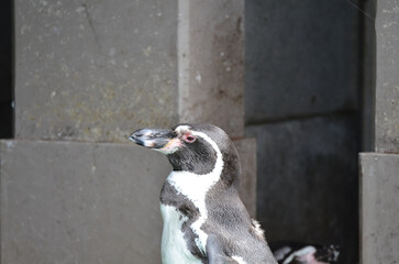 遠くを見るフンボルトペンギン