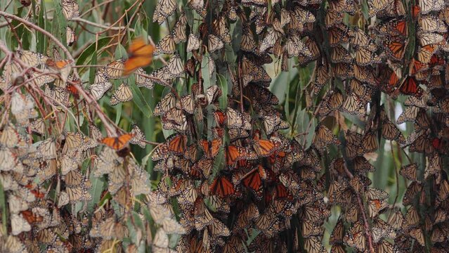 Monarch butterflies clusters in the limbs of majestic Eucalyptus trees, Pismo Beach Grove, California Central Coast