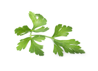 Sprig of fresh green parsley leaves isolated on white