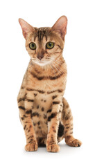 Cute Bengal cat on white background. Adorable pet