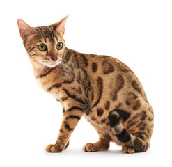 Obraz premium Cute Bengal cat on white background. Adorable pet