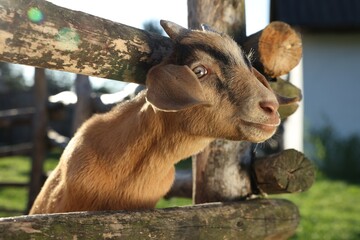 Cute goat inside of paddock at farm