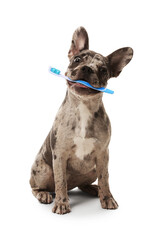 Cute dog with toothbrush in mouth isolated on white. Animal oral hygiene