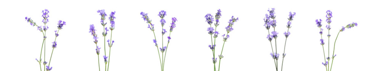 Beautiful lavender flowers isolated on white, set