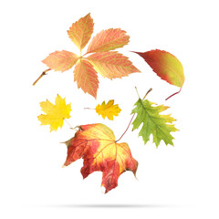 Many different bright autumn leaves falling on white background