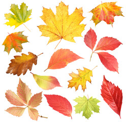 Many different bright autumn leaves isolated on white