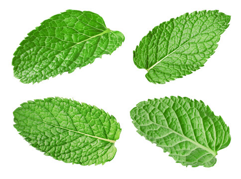 Many fresh mint leaves isolated on white