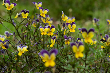 Natural Elegance: Pansies Illuminate the Garden with Dual Beauty
