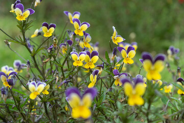Natural Elegance: Pansies Illuminate the Garden with Dual Beauty