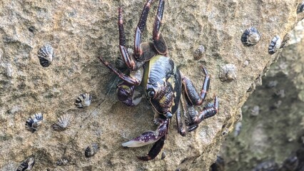 crab on Coogee beach