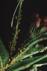 Aphids (Aphidoidea)