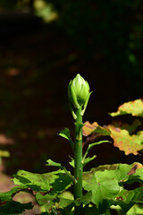 堅いオオウバユリの蕾