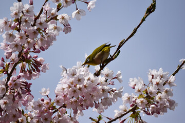 満開の桜の蜜を吸うメジロ