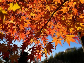 Maple leaves in autumn and a Japanese garden in Tokyo
