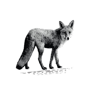 fox hand drawing in vintage engraving style black and white clip art isolated on white background