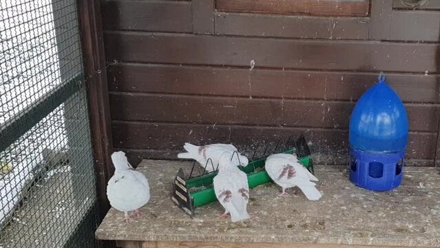 Pan up on Berliner pigeons in Berlin in wintertime in the Hasenheide park covered with snow HD 30 FPS 6 secs