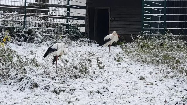 Handheld close up camera on some big white and black bird in Berlin in wintertime in the Hasenheide park covered with snow HD 30 FPS 10sec