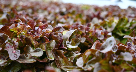 Salad farm vegetable red oak lettuce. Close up fresh organic hydroponic vegetable plantation produce red green salad hydroponic cultivate farm. Red oak lettuce salad in green Organic plantation Farm.
