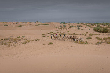 Fototapeta na wymiar Camel caravan going through the desert, Inner Mongolia, China