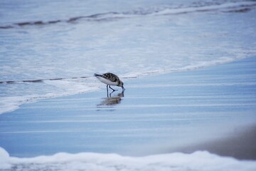 Sanderling bird at beach, Outer Banks, North Carolina. great sand beaches, summer time.     