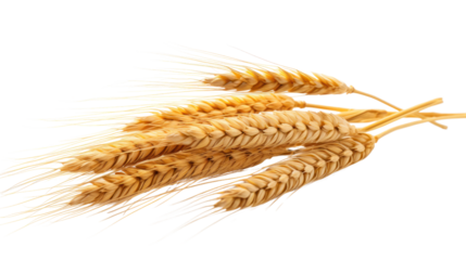 Wheat on the transparent background