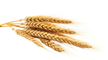 Wheat on the transparent background